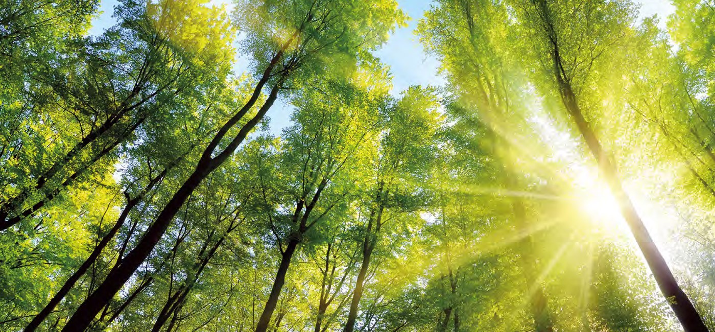 Экологичность Natuzzi ecosostenibilita dbe