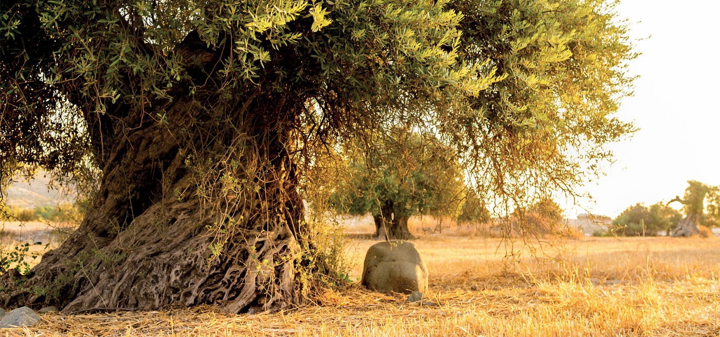 Ценности Natuzzi valori deacbe